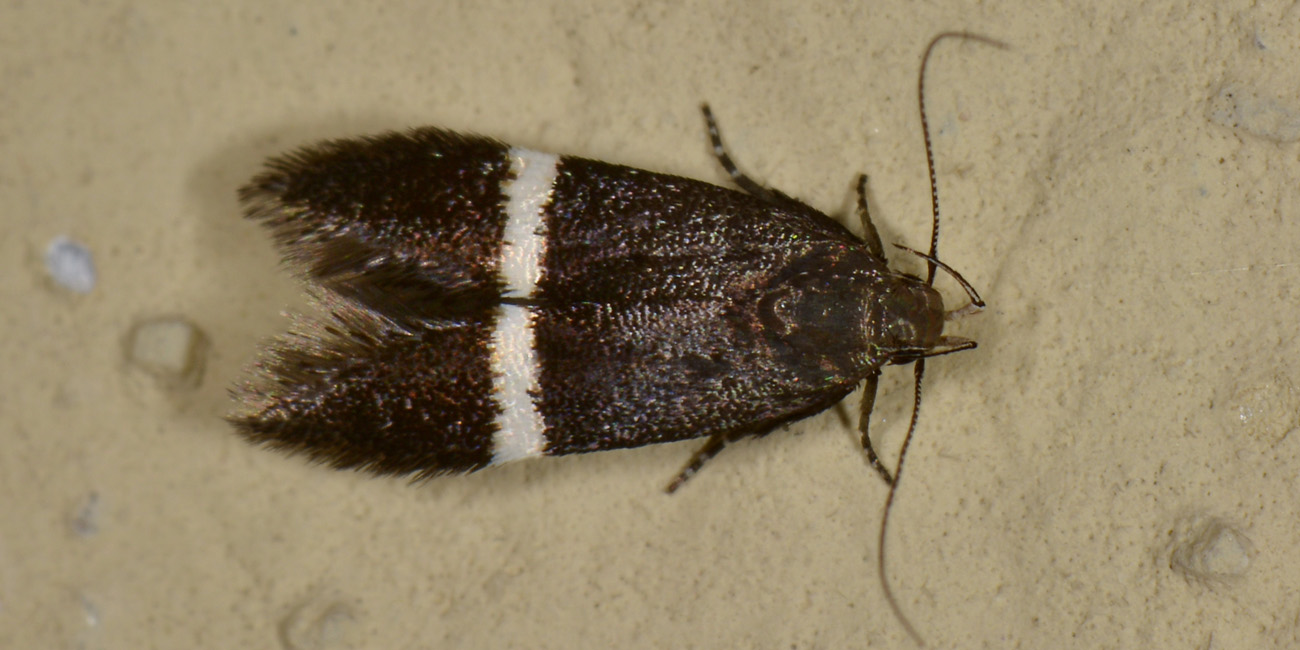 Gelechiidae: Syncopacma sp.